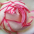 Alb - roz - Trandafiri miniatur - pitici - Biedermeier®